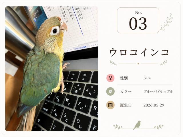  🕊️ ウロコインコ／ブルーパイナップル〈募集中〉
