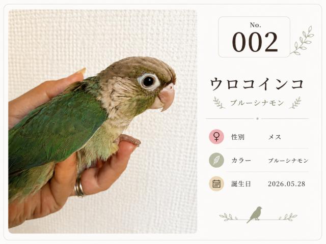 🕊️ ウロコインコ/ブルーシナモン〈募集中〉