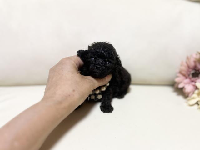 トイプードル