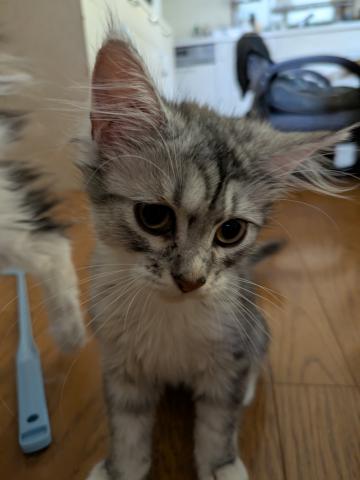 ノルウェージャンフォレストキャット