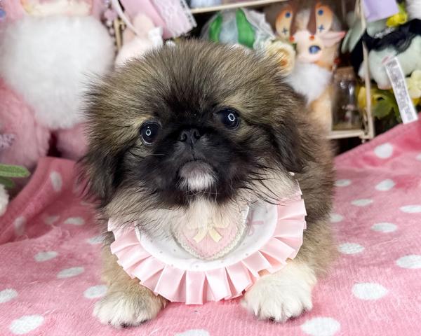 ペキニーズ