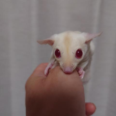 クリミノピンクアイ (ストロベリノ直子)