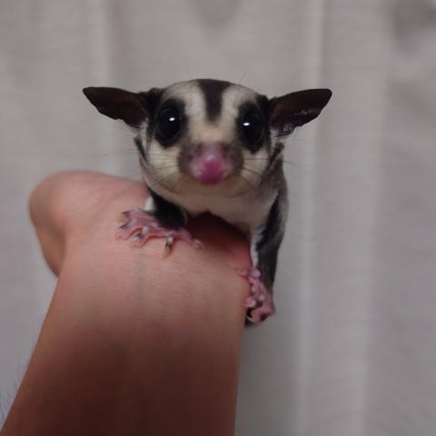 ノーマルposs hetクリミノ(ストロベリノ直子)