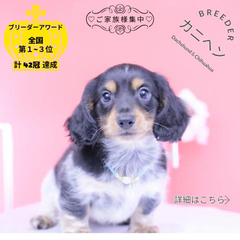 カニヘンダックスフンド ロング
