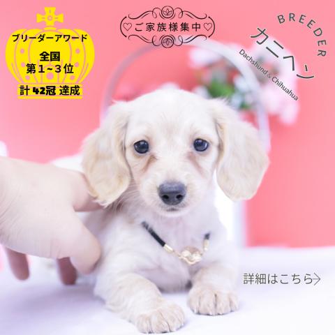 カニヘンダックスフンド　ロング
