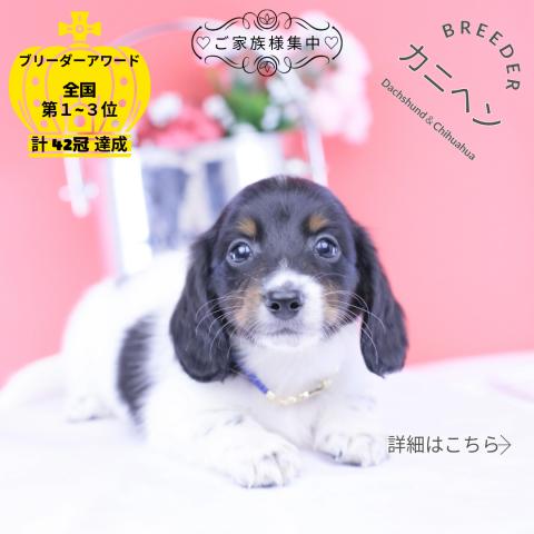 カニヘンダックスフンド ロング