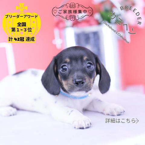 カニヘンダックスフンド スムース