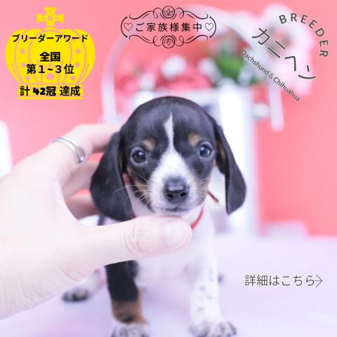 カニヘンダックスフンド スムース