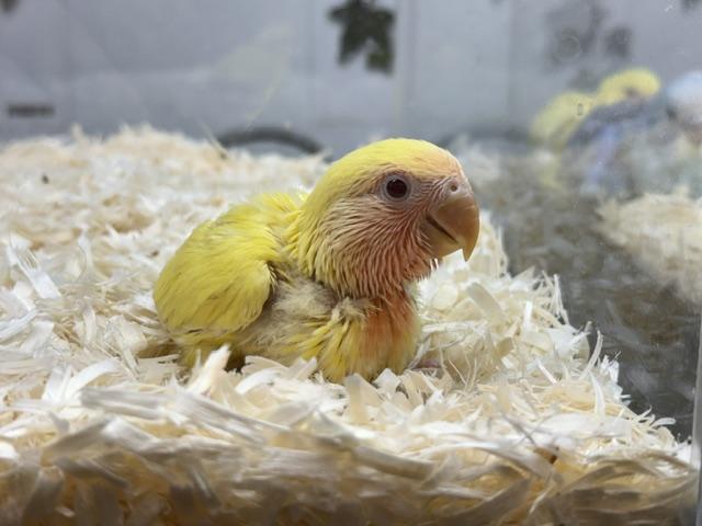 コザクラインコ