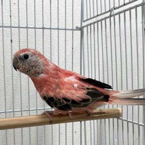 アキクサインコ