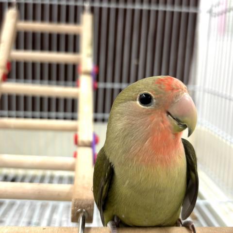 コザクラインコ