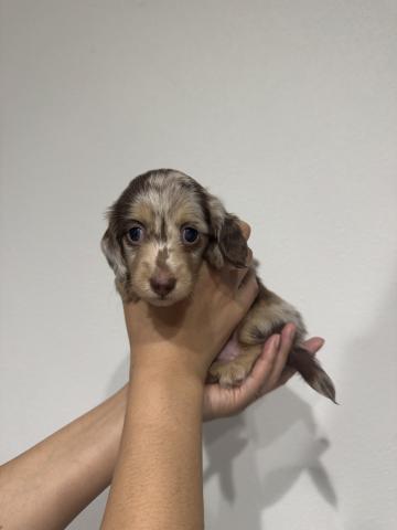 ミニチュアダックスフンド