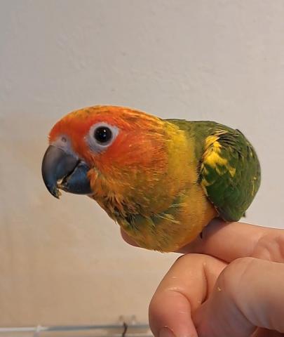 コガネメキシコインコ