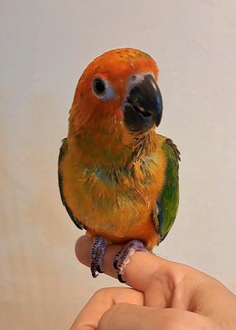 コガネメキシコインコ