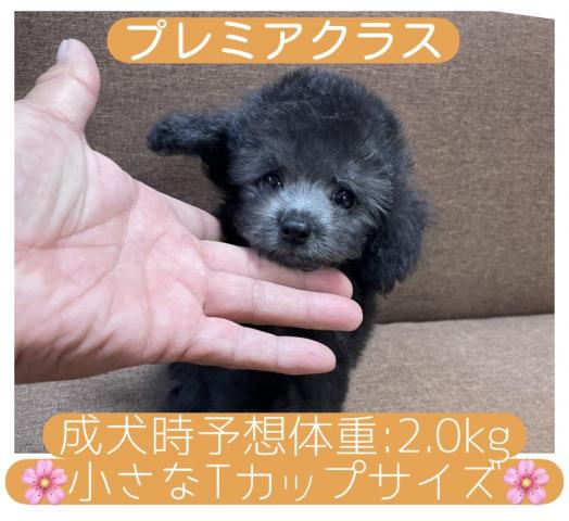 トイプードル【サマーセール開催中】 Tカップサイズ確定の子【プレミアクラス】🌸シルバーの可愛い子🌸