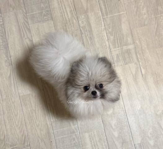 ポメラニアン