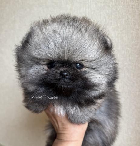ポメラニアン