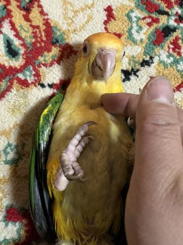 シロハラインコ