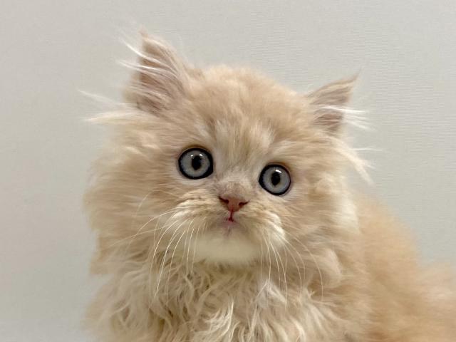 サイベリアン💕猫アレルギー有る方にお勧め猫種💕