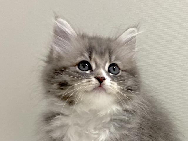 サイベリアン💕猫アレルギー有る方にお勧め猫種💕