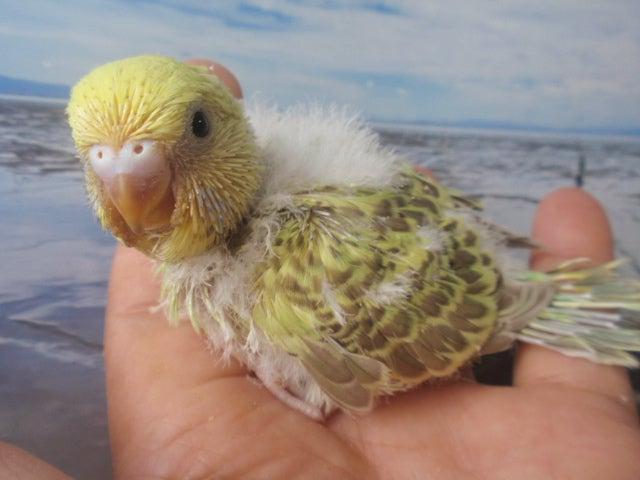 ジャンボセキセイインコ　シナモン　雛(^_-)-☆