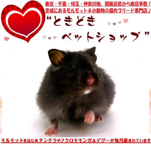 べた慣れ手乗りゴールデンハムスター