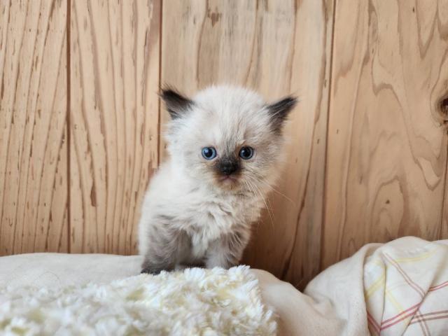 ペルシャ・ヒマラヤン