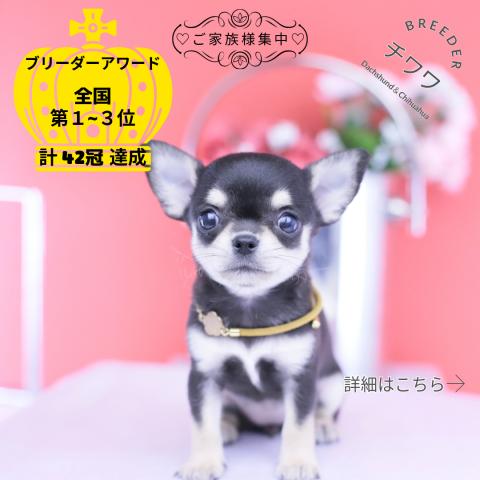 チワワ スムース