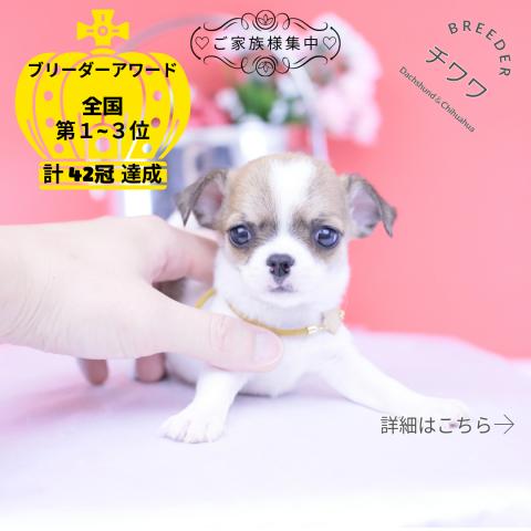 チワワ スムース