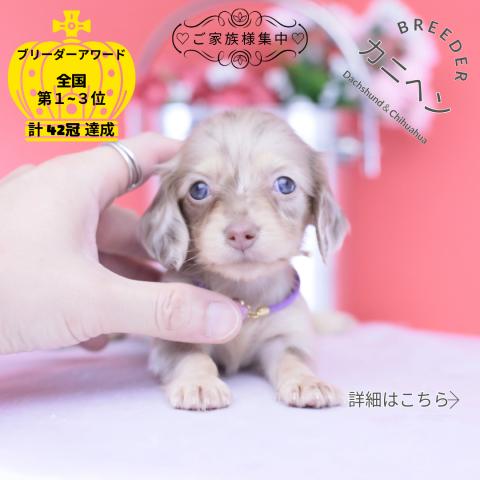 カニヘンダックスフンド ロング