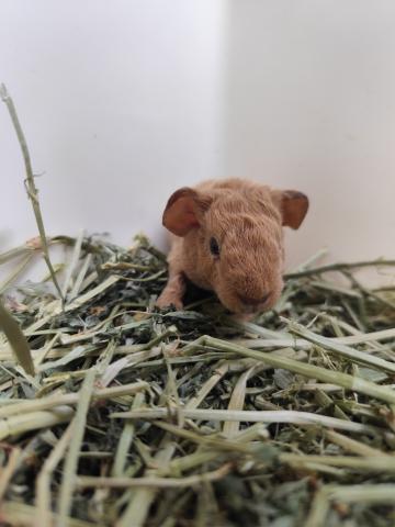 テディモルモット