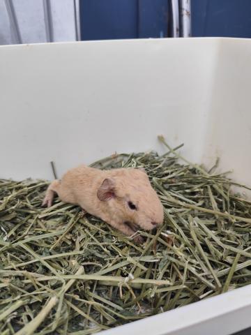 テディモルモット