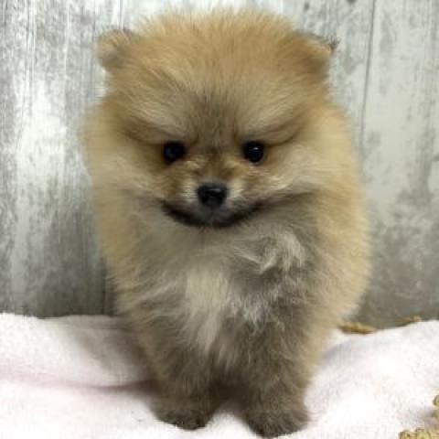 ポメラニアン
