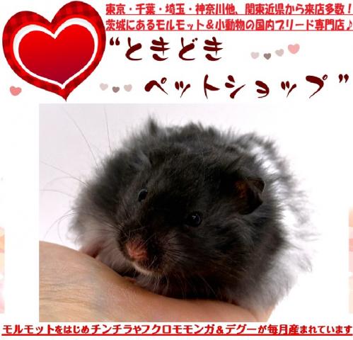 べた慣れ手乗りゴールデンハムスター