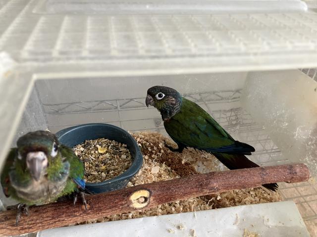アカハラウロコインコ