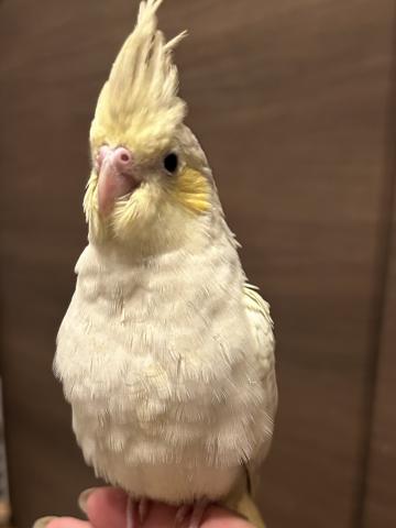 オカメインコ①