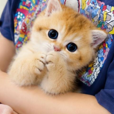 ブリティッシュショートヘア