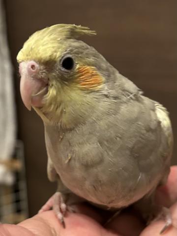 オカメインコ②