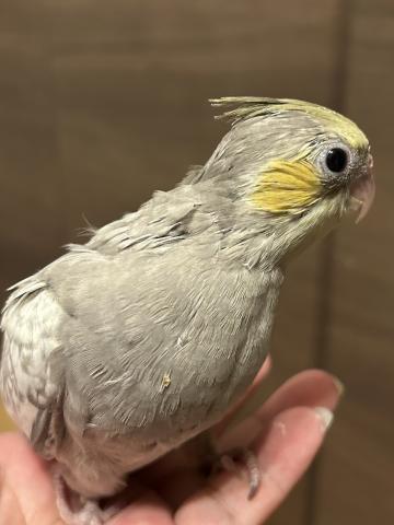オカメインコ③