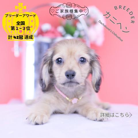カニヘンダックスフンド ロング