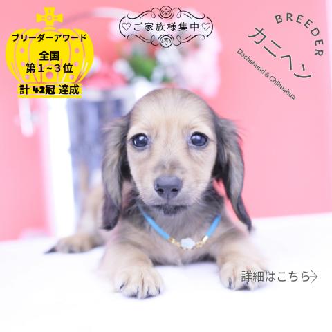 カニヘンダックスフンド ロング