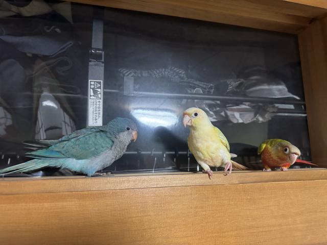 オキナインコ