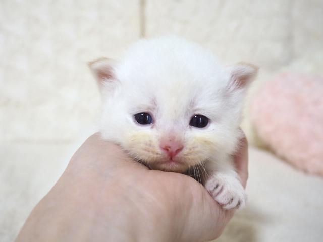 サイベリアン