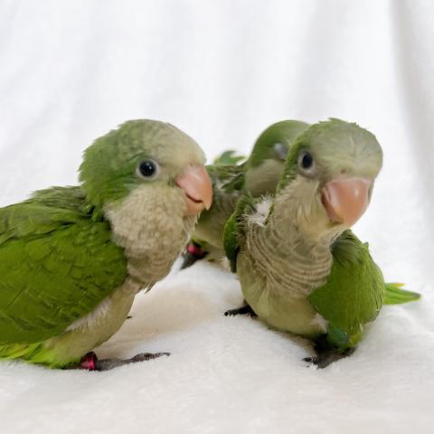 オキナインコ ノーマルグリーン