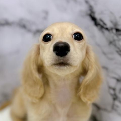 ミニチュアダックスフンド【7/15お写真、動画更新!】Special price‼️見てるだけで癒される♡優しい色の癒し系わんこ♪