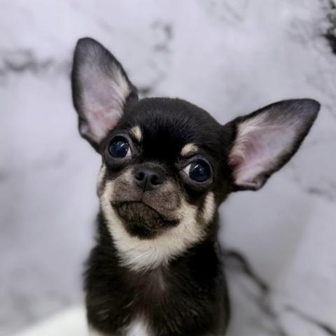 チワワ（スムースコート）【7/15お写真、動画更新！】はっきりブラックタンにおおきなお耳のスムチ♂
