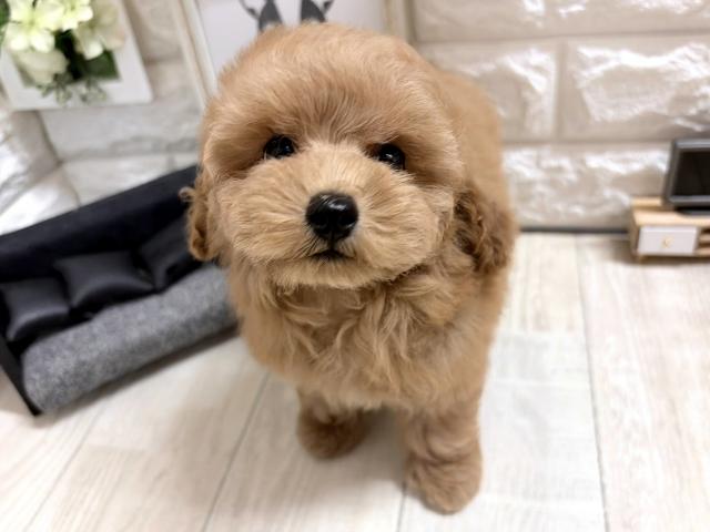 トイプードル