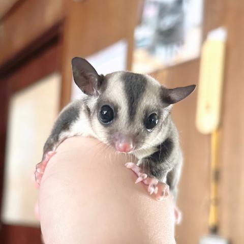 フクロモモンガ 