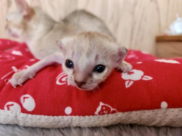 シンガプーラ