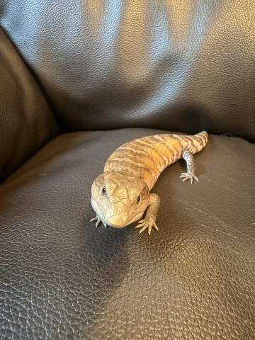 キタアオジタトカゲ